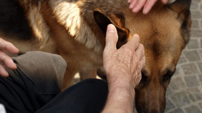 Una carezza in una zampa: gli animali domestici a supporto delle persone con Alzheimer