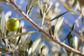 Perdono d'Assisi: a Monza una veglia di preghiera per la pace