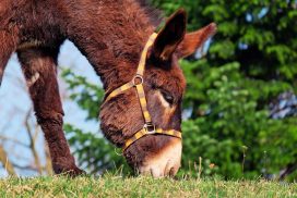 Benedizione degli animali a San Giuliano milanese