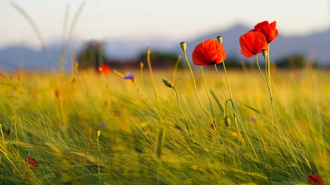 Sperare e agire con la creazione: momento ecumenico a Milano per vivere il Mese del Creato