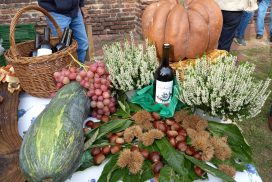 Castiglione Olona, la vigna della Collegiata contro la Sla