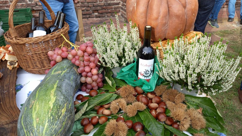 Castiglione Olona, la vigna della Collegiata contro la Sla