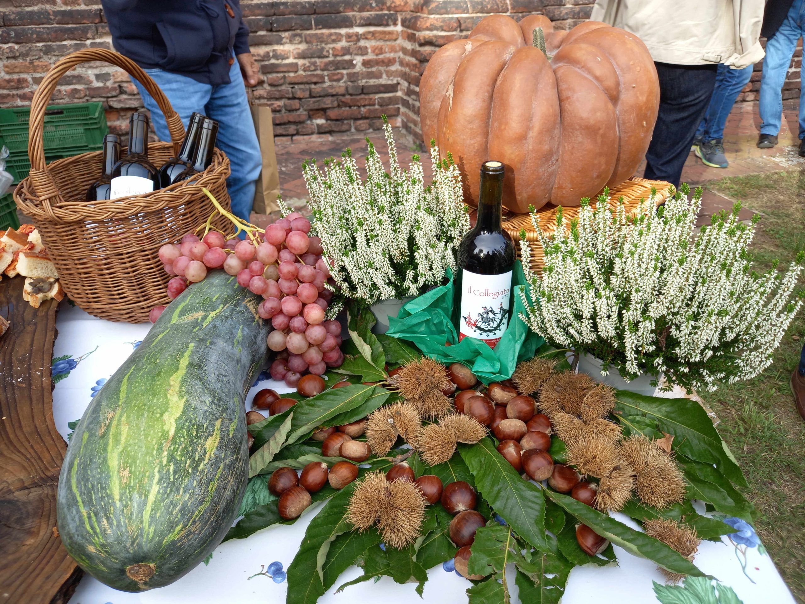 Castiglione Olona, la vigna della Collegiata contro la Sla