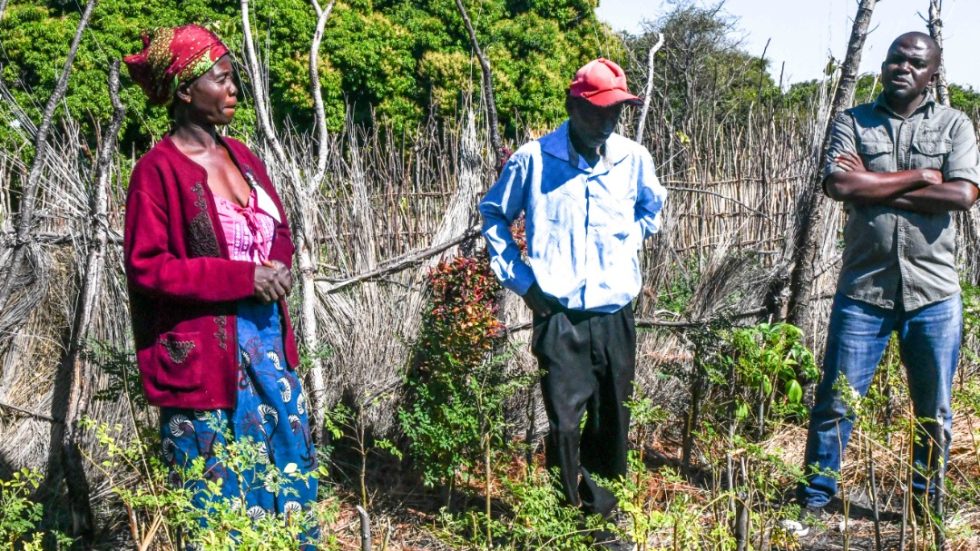 Orti creati a Moringa (Zambia)