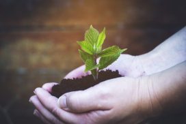 Milano, al Museo diocesano la Festa ebraica di “Tu Bishvat, il Capodanno degli Alberi"