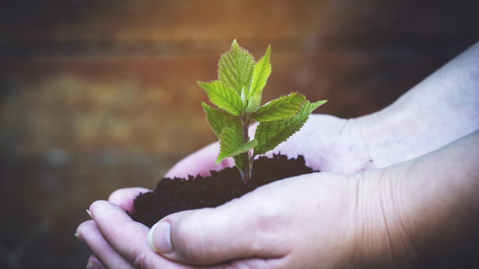 Milano, al Museo diocesano la Festa ebraica di “Tu Bishvat, il Capodanno degli Alberi"